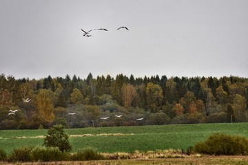 landscape with trees