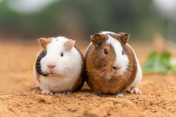 Two cute guinea pigs