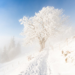 Winter snow-covered landscape.