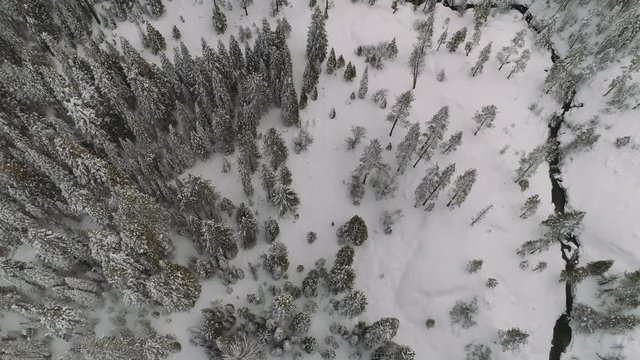 Aerial birds eye view flying over a creek in winter forest. Snow covered ground and trees, angled down at winding creek.