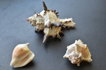 Sea shells and shell on a black background.