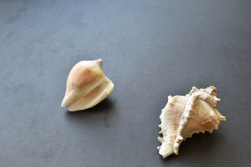 Sea shells and shell on a black background.