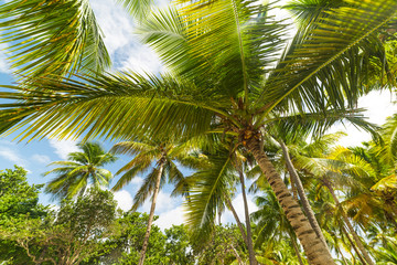 Fototapeta premium Beautiful palm trees in Bois Jolan beach in Guadeloupe