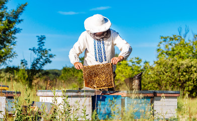Fototapeta Young beekeeper working in the apiary. Beekeeping concept. Beekeeper harvesting honey obraz