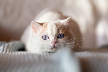 Fototapeta na wymiar BKH Katze Kitten mit blauen Augen- edel