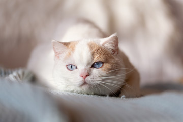 Fototapeta na wymiar BKH Katze Kitten mit blauen Augen- edel
