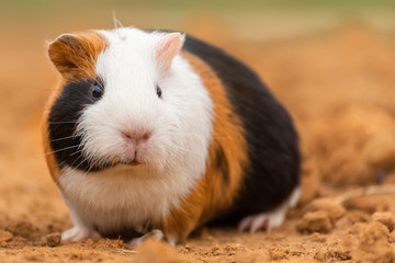 A guinea pig on the yellow land