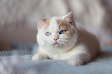 BKH Katze Kitten mit blauen Augen- edel