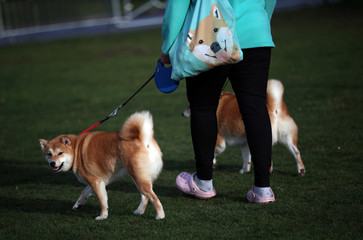 Shiba Inu Stock News Sports And Entertainment Images And