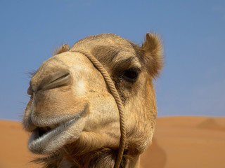 Obraz premium Kamel in der Wüste, Oman Wahiba Sands