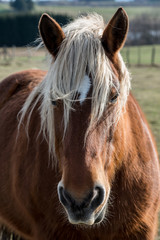 portrait d'un cheval à la criniere blanche