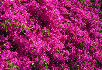Fototapeta premium bouganvillier violet