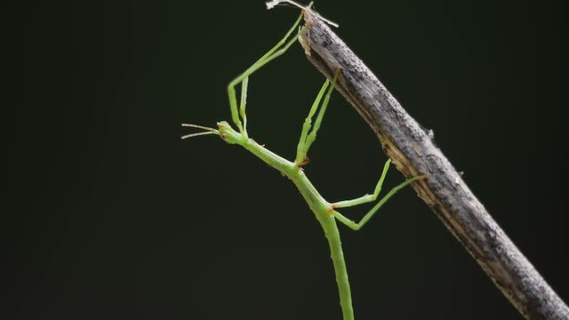 close up stick insect gently swaying in the wind in New Zealand
