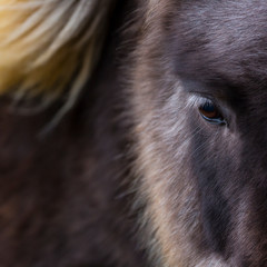 Icelandic horses, Iceland, Europe