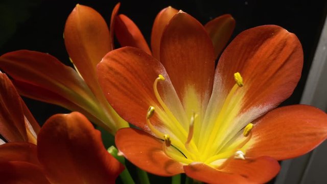 Flowering Bush Lily or Clivia Miniata. Is a flowering plant out of the woodlands in South Africa and Swaziland. A popular plant living in the shady areas.