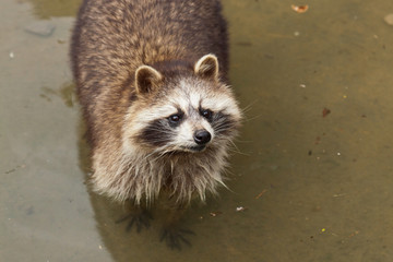 Waschbär (Procyon lotor)