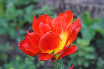 Tulip