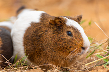 A guinea pig on the yellow land