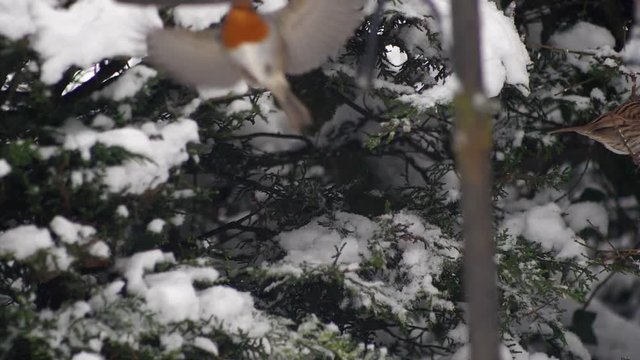 Slow motion of Robin flying out from a coniferous tree, for a second the Robin free fall to adjust its flight path. Winter scene, snow.