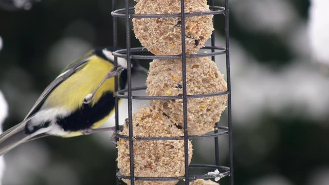 Close up of a Great tit bird feeding on fat balls in a bird feeder in a wintry snowy British garden scene, Shallow definition