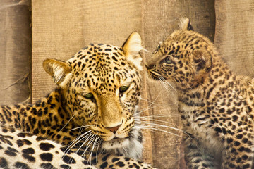 Persischer Leopard (Panthera pardus ciscaucasica)
