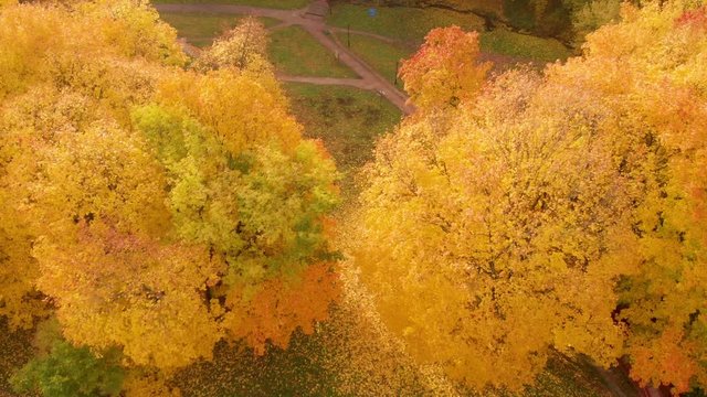autumn and yellow maple leaves in the park in Kolomenskoye park in autumn season aerial view, Moscow, Russia.