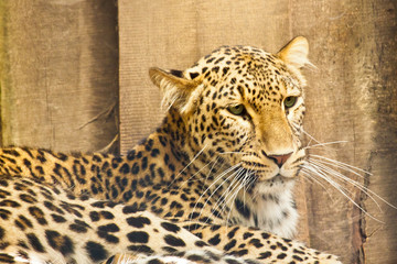 Persischer Leopard (Panthera pardus ciscaucasica)