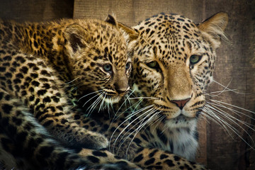 Obraz na płótnie Canvas Persischer Leopard (Panthera pardus ciscaucasica)