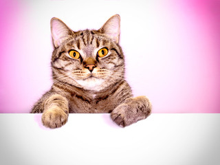 Funny gray tabby cat showing placard with space for text. Lovely cat with yellow eyes holding signboard. Top of head of cat with paws up peeking over blank white banner.