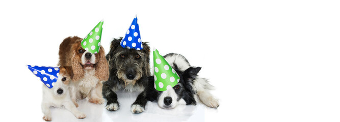 BANNER PET PARTY CELEBRATION. FUNNY GROUP OF FOUR DOGS WEARING POLKA DOT HAT DOR NEW YEAR, BIRTHDAY OR NEW YEAR. ISOLATED ON WHITE BACKGROUND.