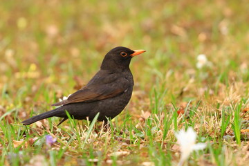 Obraz premium Common blackbird on meadow in backyard