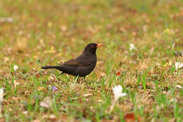 Common blackbird on meadow in backyard