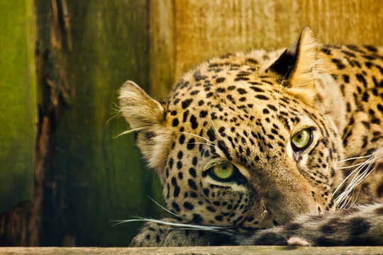 Persischer Leopard (Panthera pardus ciscaucasica)