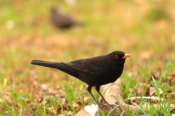 Common blackbird on meadow in backyard