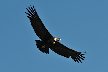 Peru, Arequipa, Colca Canyon, Andean Condor, Vultur gryphus.