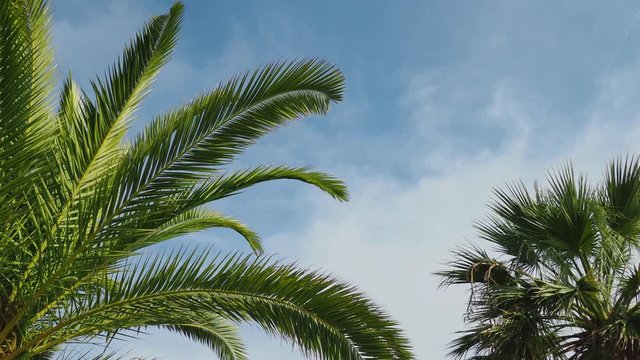 palm trees at sunny day