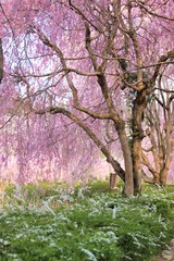 風土記の丘の桜