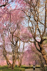 風土記の丘の桜