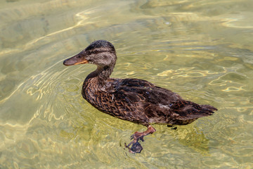Stockenten