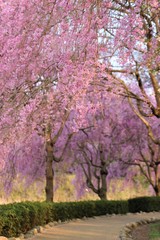 Fototapeta premium 風土記の丘の桜