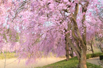 風土記の丘の桜