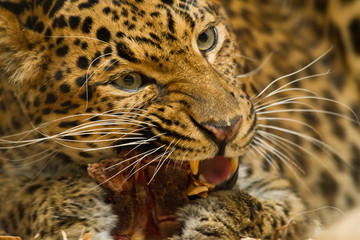 Nordchinesischer Leopard (Panthera pardus japonensis)