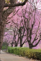 風土記の丘の桜