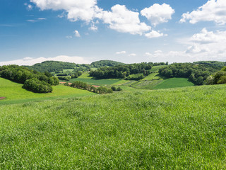 Obraz premium Champs