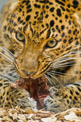 Nordchinesischer Leopard (Panthera pardus japonensis)