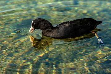 Eurasian Coot or Fulica Atra eating algae in the lake