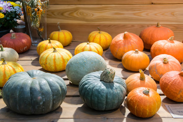 various types of pumpkins forms color stripes orange green straw
