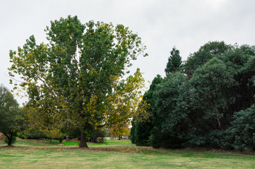 Fototapeta na wymiar Wallace Park in central Beechworth in north eastern Victoria, Australia.