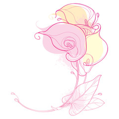 Round bouquet of outline Calla lily flower or Zantedeschia in pastel pink with ornate leaf isolated on white background.