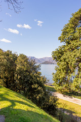 Italy, Bellagio, Lake Como, a tree next to a body of water